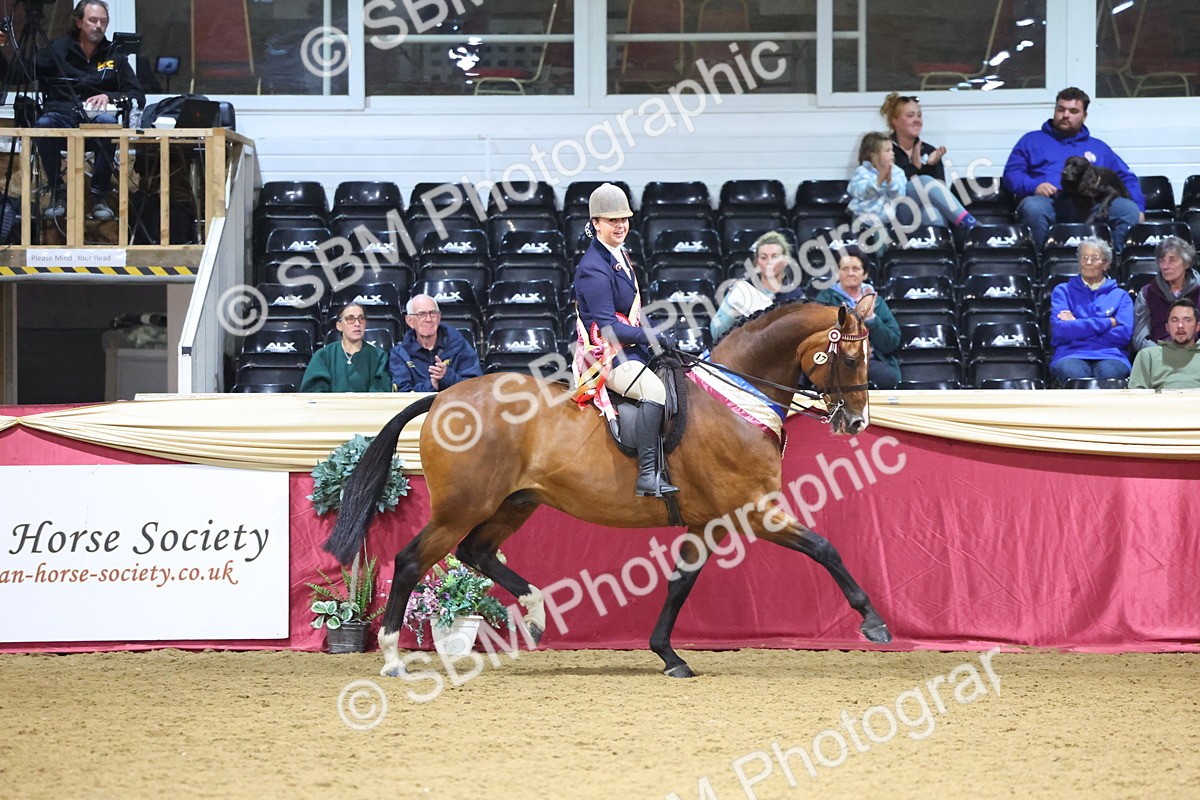 SBM_19191 - Class I Competition/ Riding Club Champ