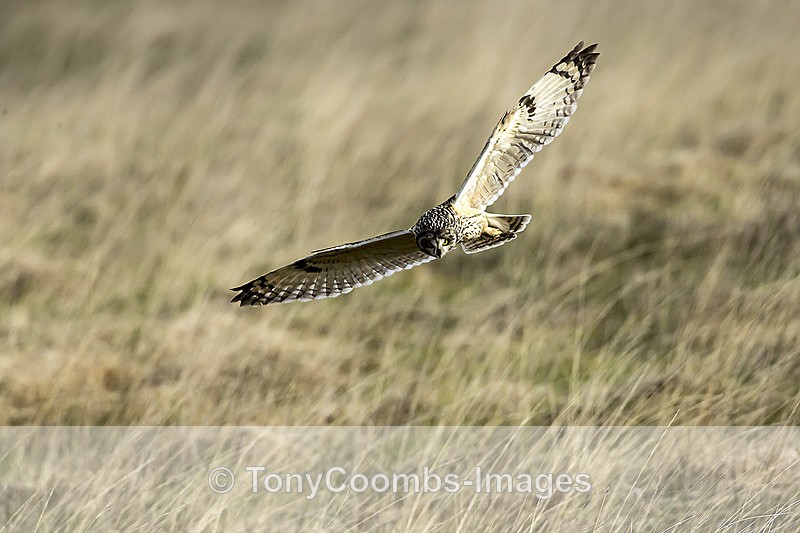 Short-eared Owl - Mull