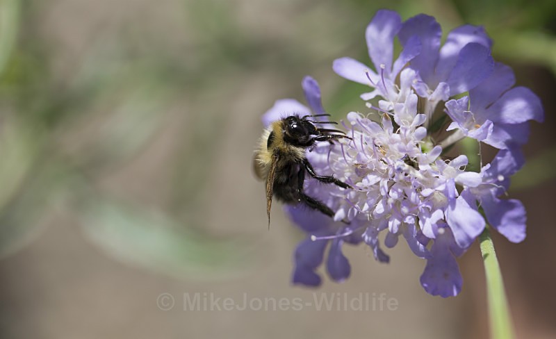  - BUMBLE BEE GALLERY