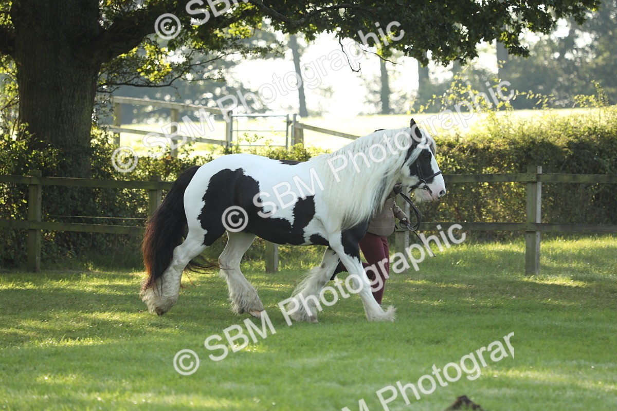 SBM_60817 - S43 - Coloured Pony In Hand