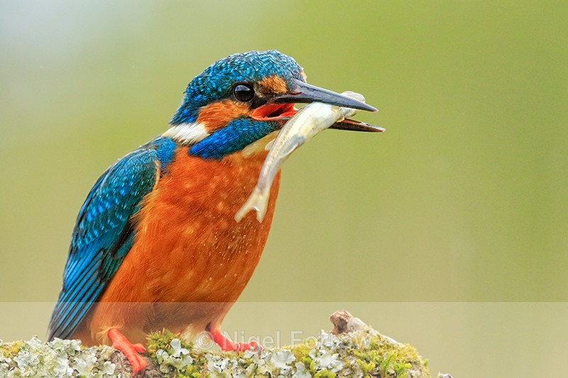 Kingfisher (male) with fish, Scotland - Kingfisher