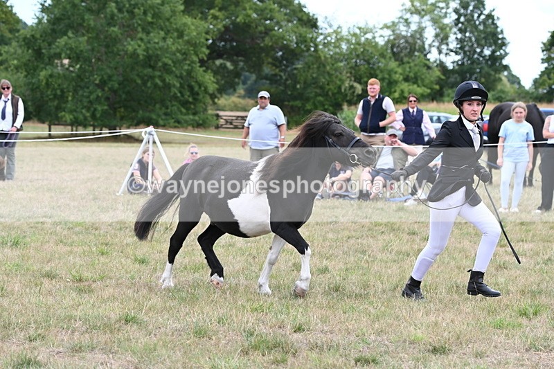 WJ6_5542 - Class 18 In-hand Coloured