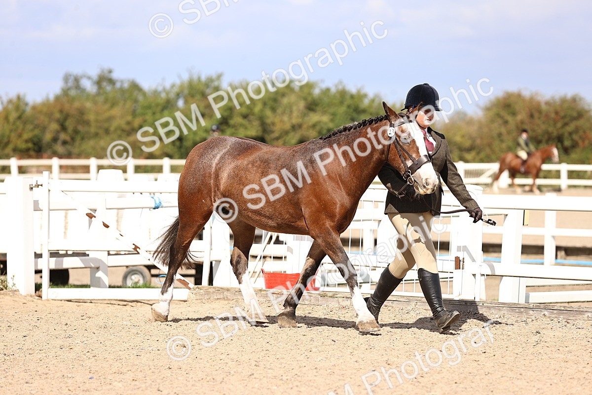 SBM_14264 - Class 411 - Prettiest Mare (IH OR Ridden) Adult