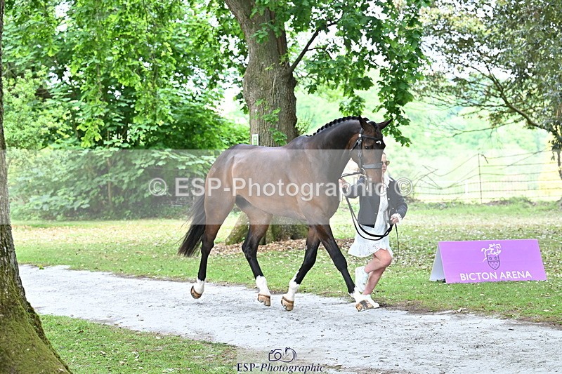 250521A-152427-00486 - B-310-Kitty.King-LISCARROW.FERNHILL