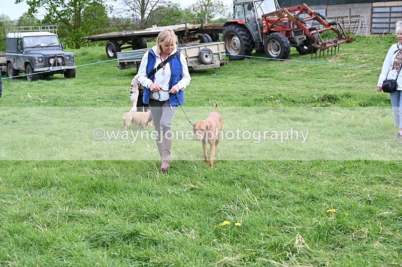 WJ6_8148 - Class 2 Best Pedigree