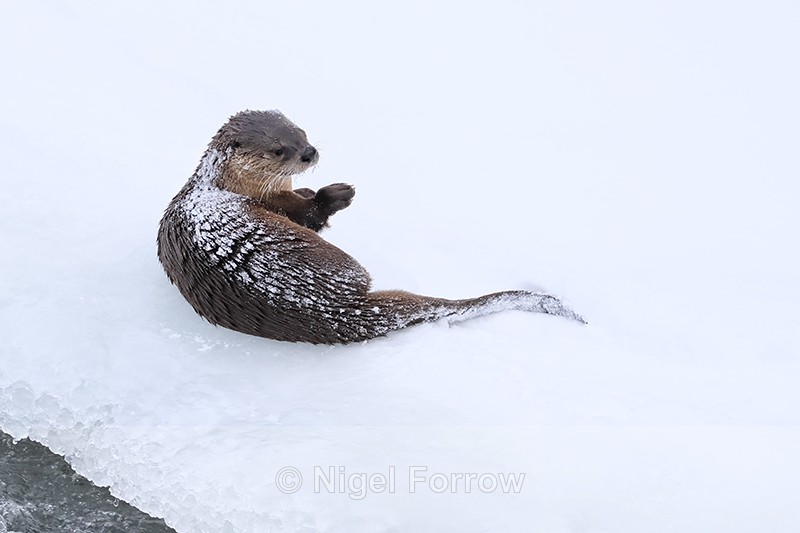 River Otter rolling in snow, Yellowstone National Park, Wyoming - Otter