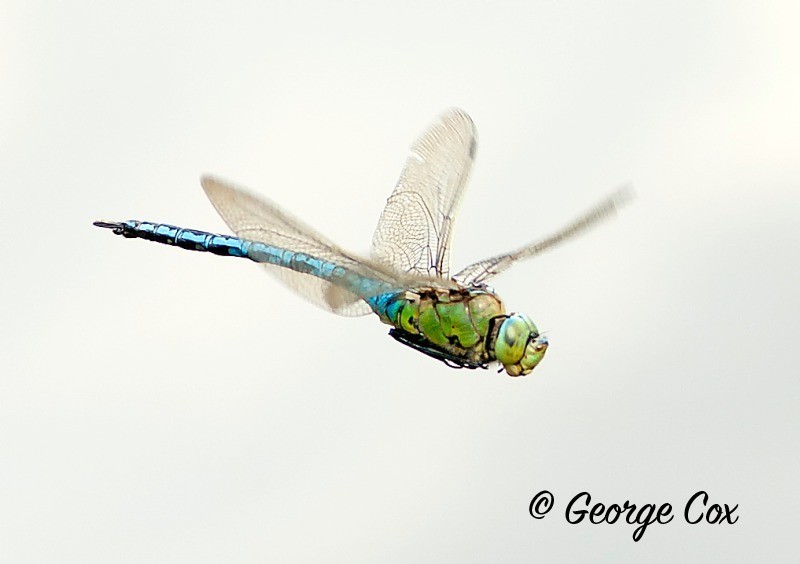 Emperor Dragonfly Male - Dragonflies