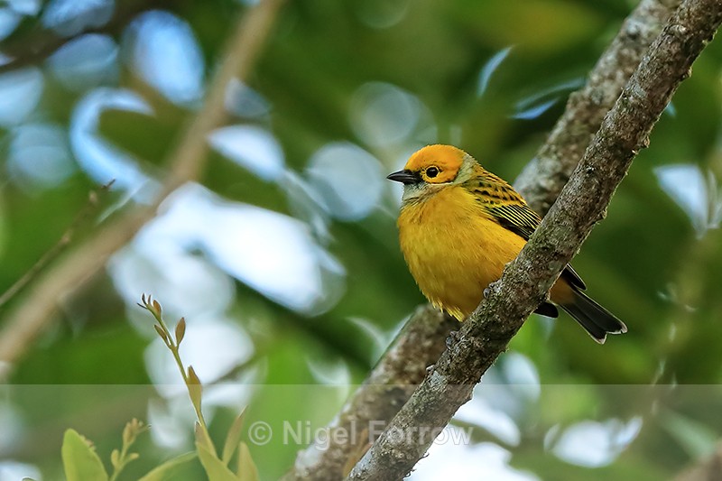 Silver-throated Tanager, El Silencio Lodge, Costa Rica - Silver-throated Tanager