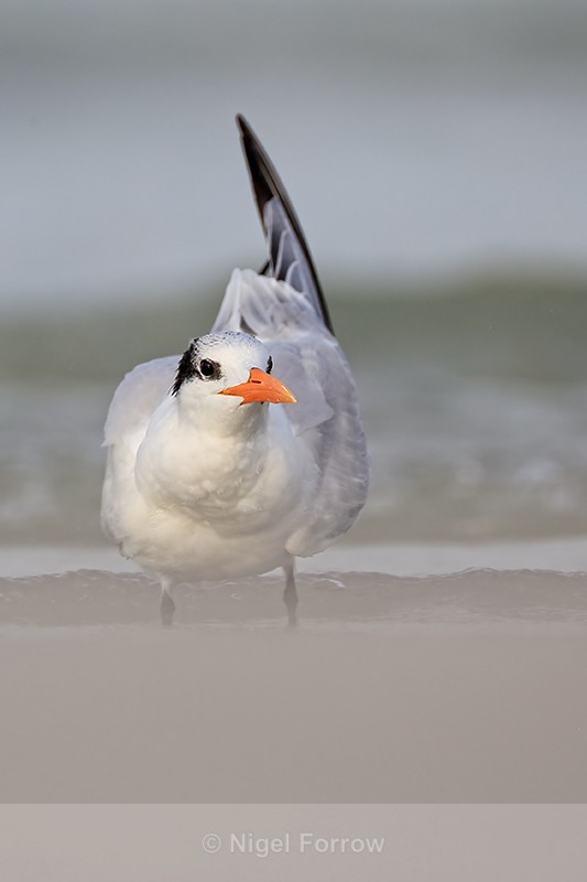 Royal Tern (non-breeding adult) front view, Fort De Soto, Florida - Royal Tern