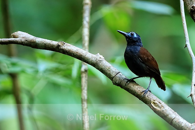Chestnut-backed Antbird, Costa Rica - Chestnut-backed Antbird