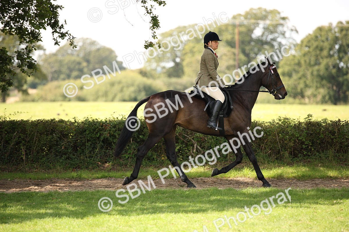 SBM_65919 - S64 - Riding Horse & Hack & Thoroughbred Ridden