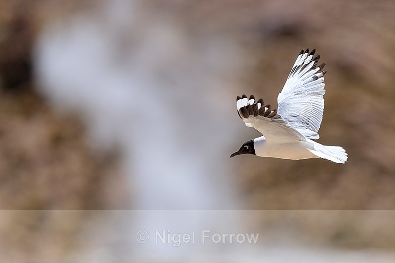 Andean Gull flying past geyser at El Tatio, Chile - Andean Gull