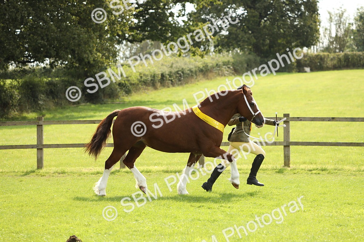 SBM_66251 - In Hand Pony & Youngstock Supreme Championship