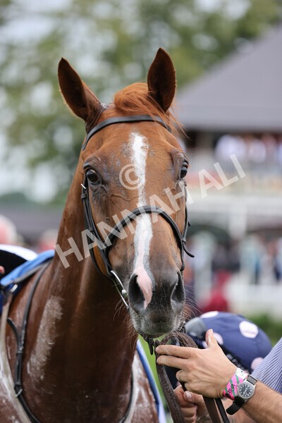 yr19082021r3-55 - Race 3 3.00pm Clipper Logistics Stakes