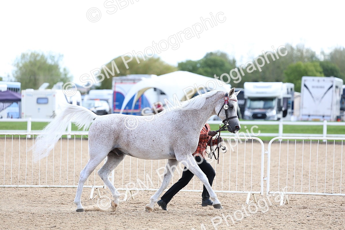 SBM_18726 - Class 317 - IH Pure Bred Horse-Pony