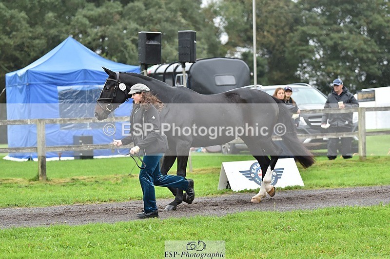 231018-124132-00454 - 054-PORSCHE-Coco.Lanni-TrotUp