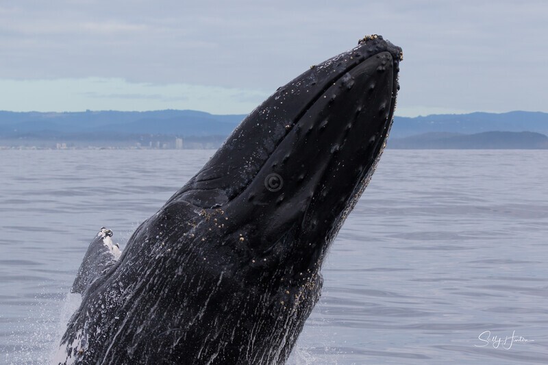 0A3A6396. Breach in Glassy Water 15 - 2023 Whale Photos