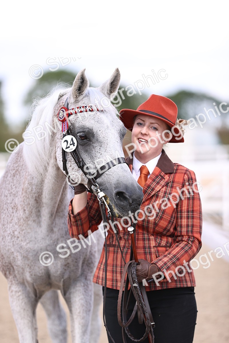 SBM_14405 - Class 412 - Handsomest Gelding (IH or Ridden)Adult