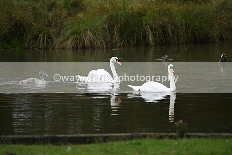 WJ7_9705 - Time at Water 12:24 to 13:32