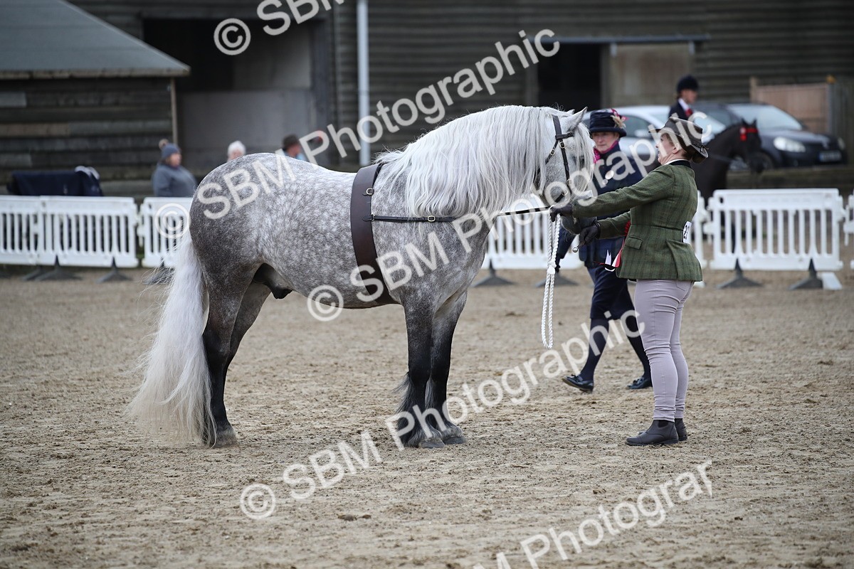 SBM_004110 - Class 1-4 - Young Stock classes Inc. In Hand Championship