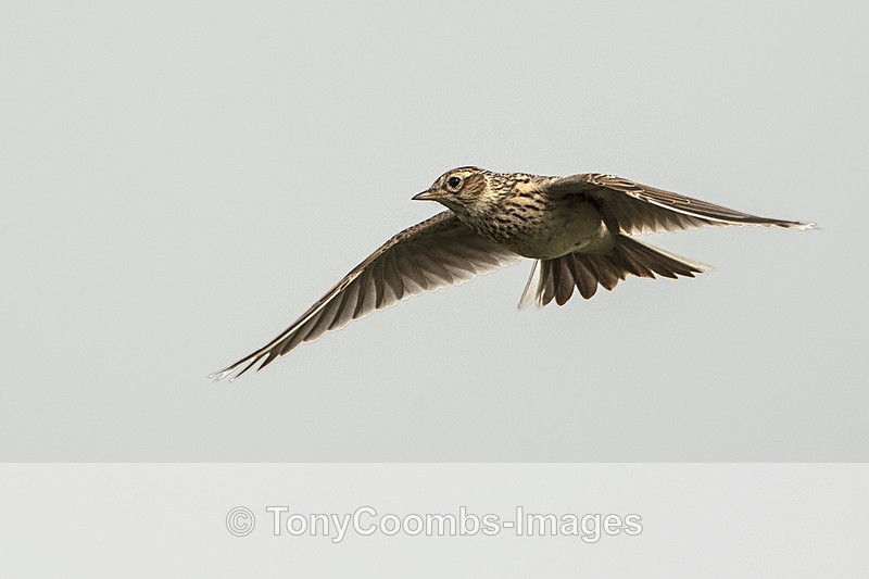 Skylark - Birds