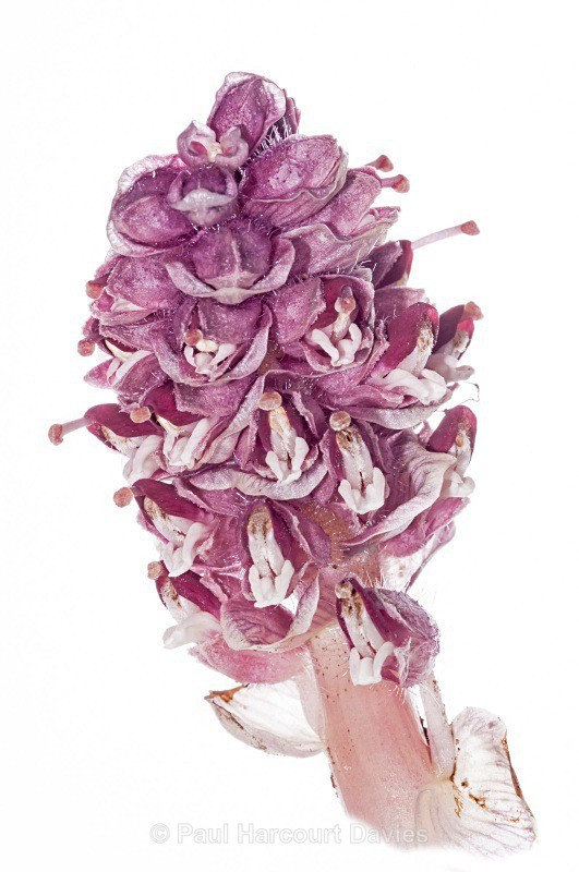 Toothwort (Lathraea squamaria) - Plants - WB