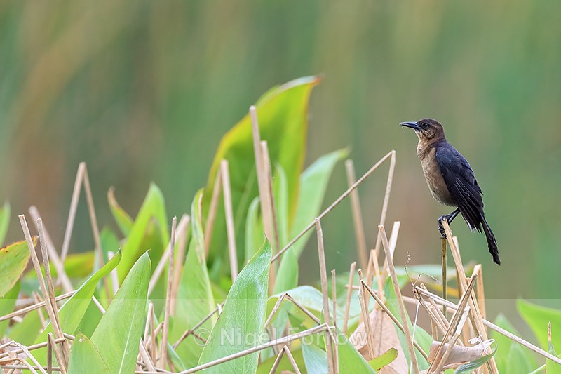 Boat-tailed Grackle (female), Harns Marsh, Florida - Boat-tailed Grackle