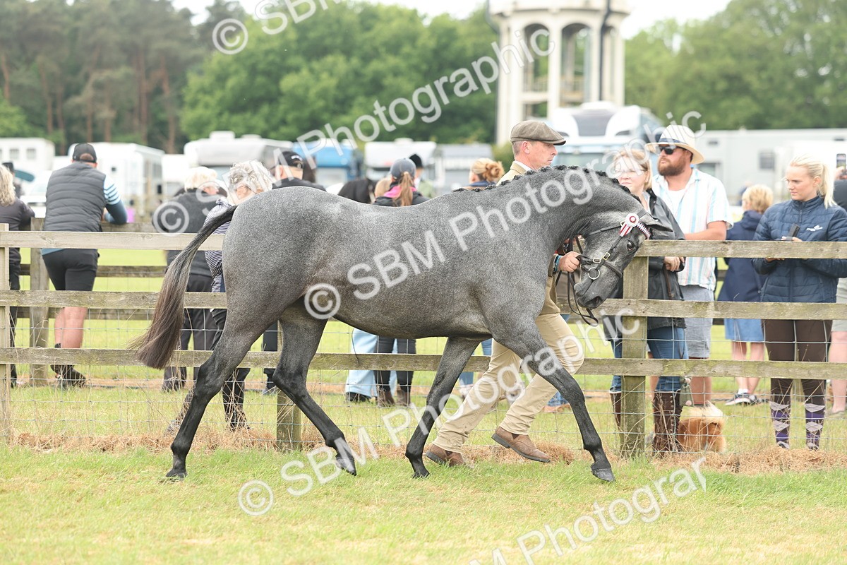 SBM_05506 - Class 68-73 - Riding Pony Breeding