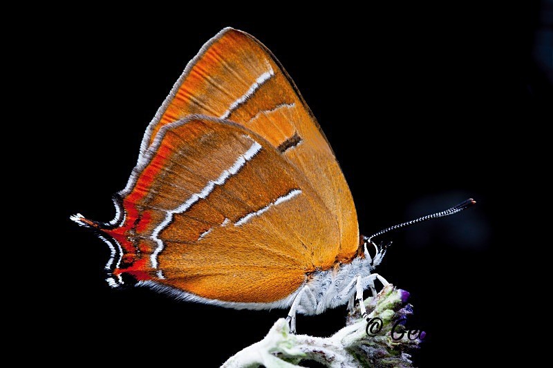 Brown Hairstreak - British Butterflies