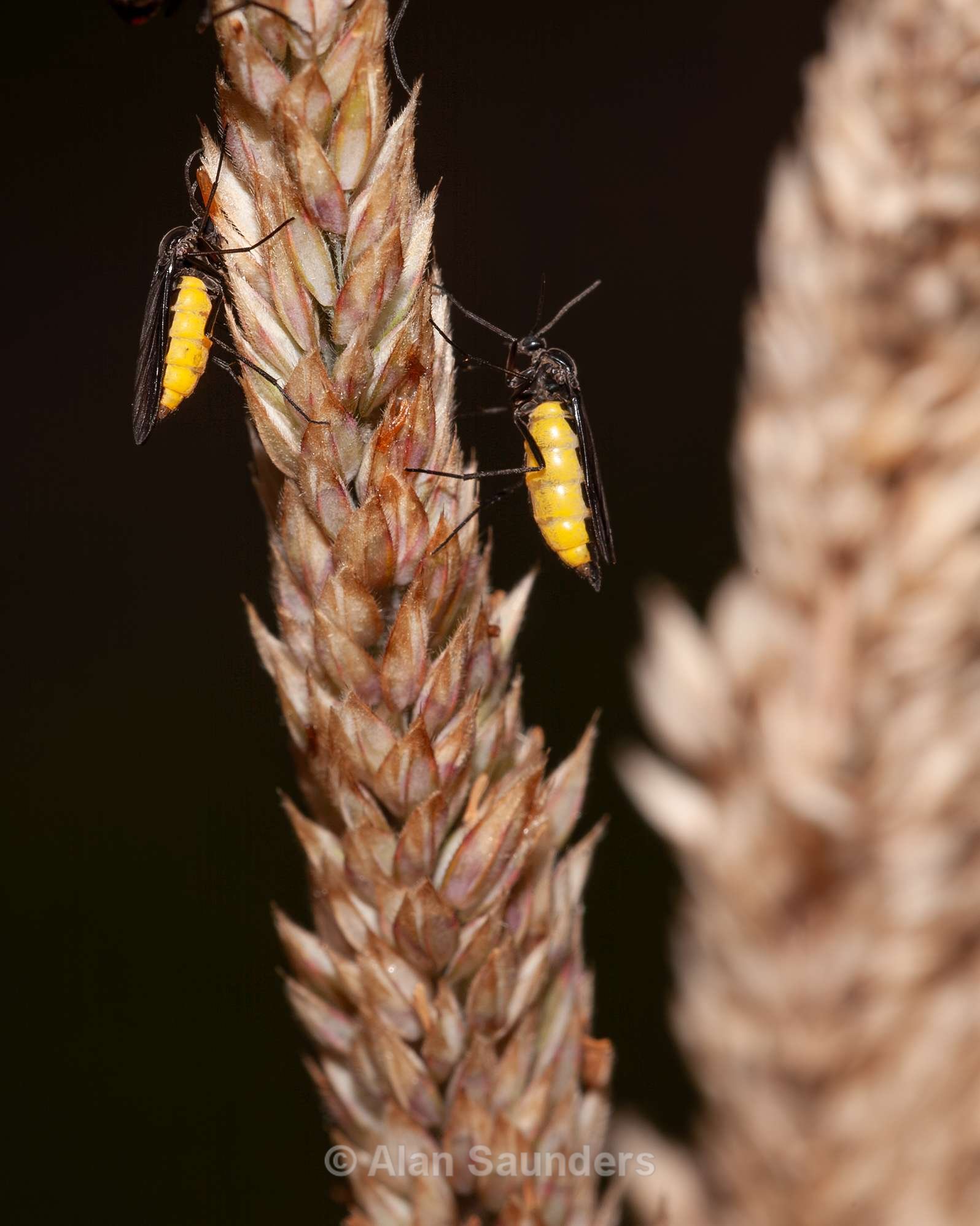 Dark Winged Fungus Gnat 1