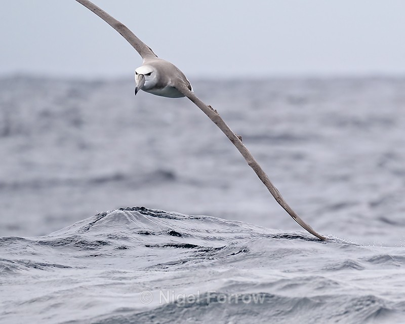 Shy Albatross (immature) wing tip brushes sea surface, South Africa - Shy Albatross