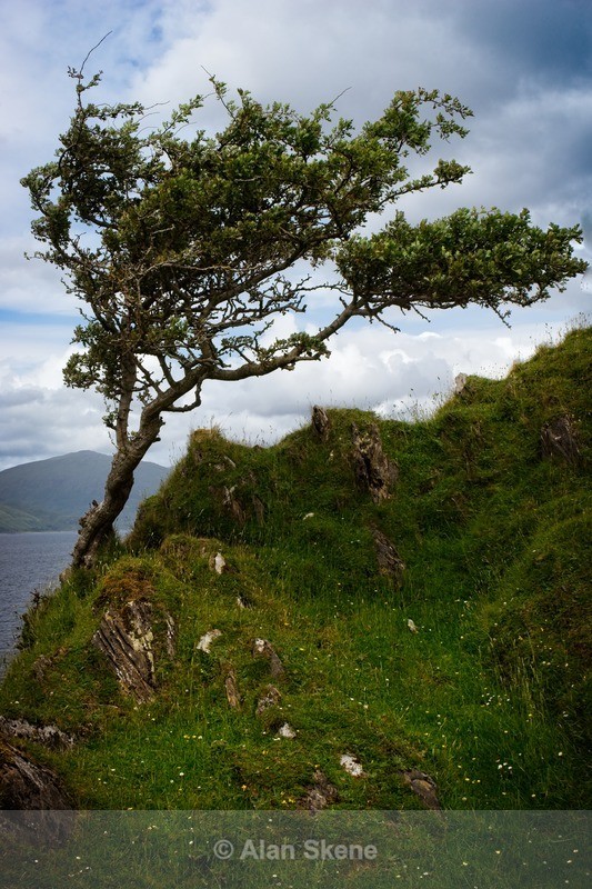 DSC02004 - Lismore West Scotland