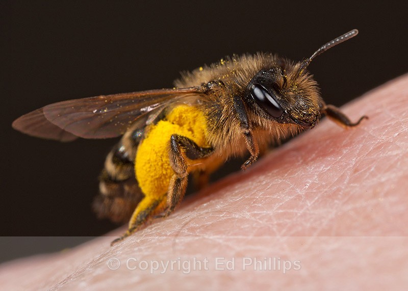 Andrena flavipes (f) - Andrena flavipes