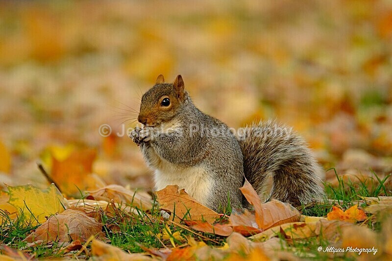  - Wildlife and Nature
