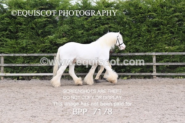 BPP_7178 - RING 1  (RIDDEN HORSES / IN HAND / VETERAN ETC)