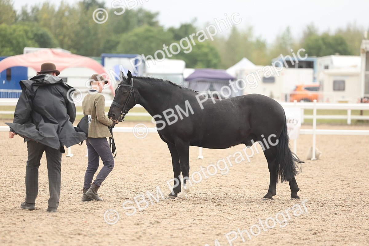 SBM_19816 - Class 318 - IH Part Bred Horse-Pony