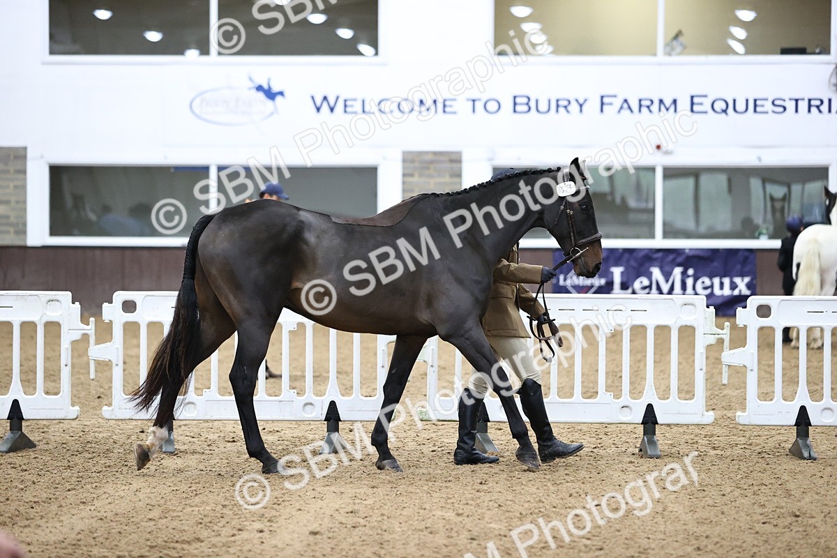SBM_5182 - Class 39 - In Hand Gelding