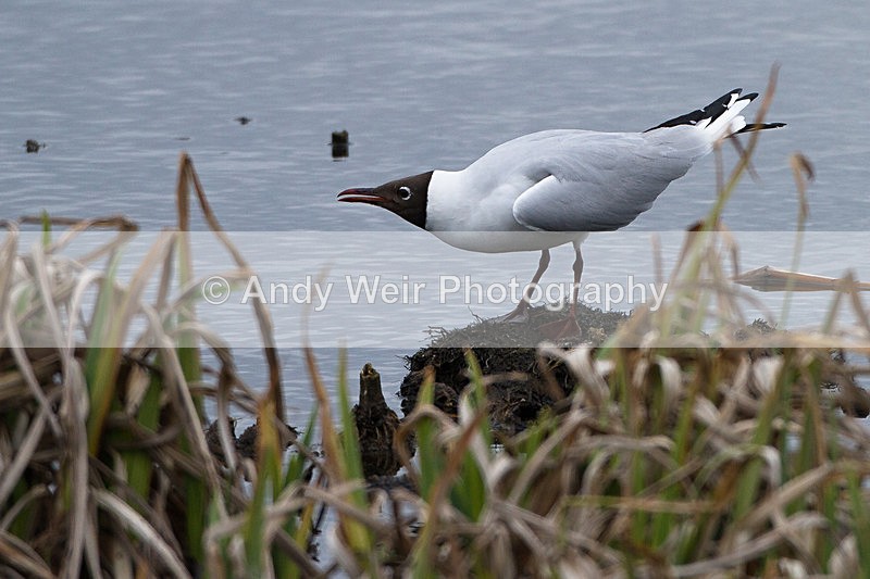 20130421-_MG_2925 - Gulls