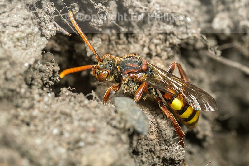 Nomada flava (f)