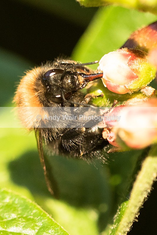 20150603-8E0A9082 - Insects