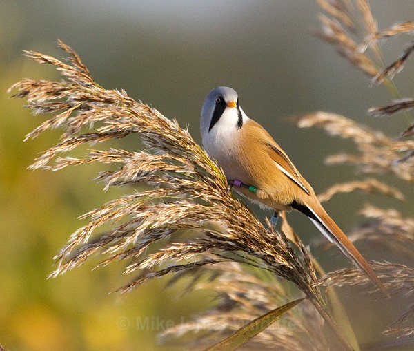 Bearded tit, Leighton Moss, Lancashire - FAVOURITES WILDLIFE GALLERY. Selected images from the wildlife collections.