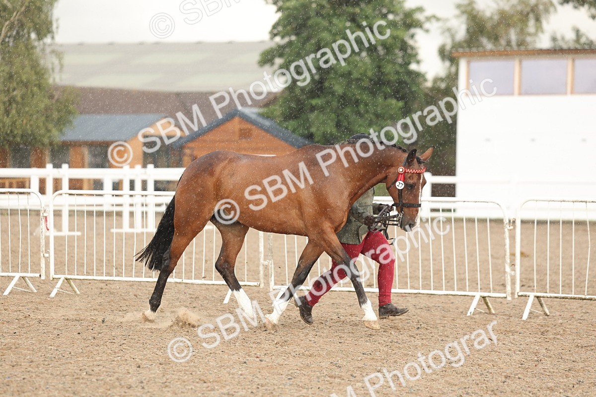 SBM_07745 - Class 27 - IH Competition Horse/Pony