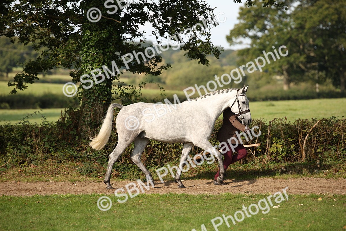 SBM_60062 - S53 - Hunter In Hand