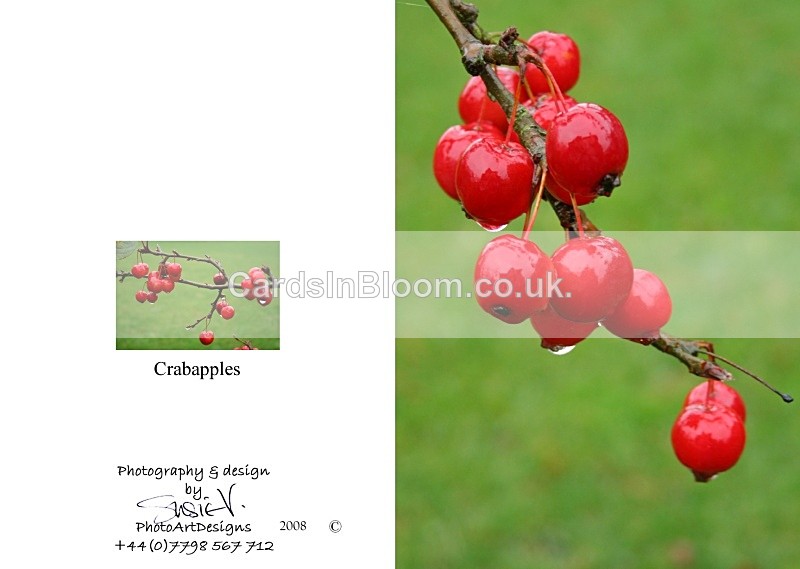 Autumn 4.  Crabapples - Autumn