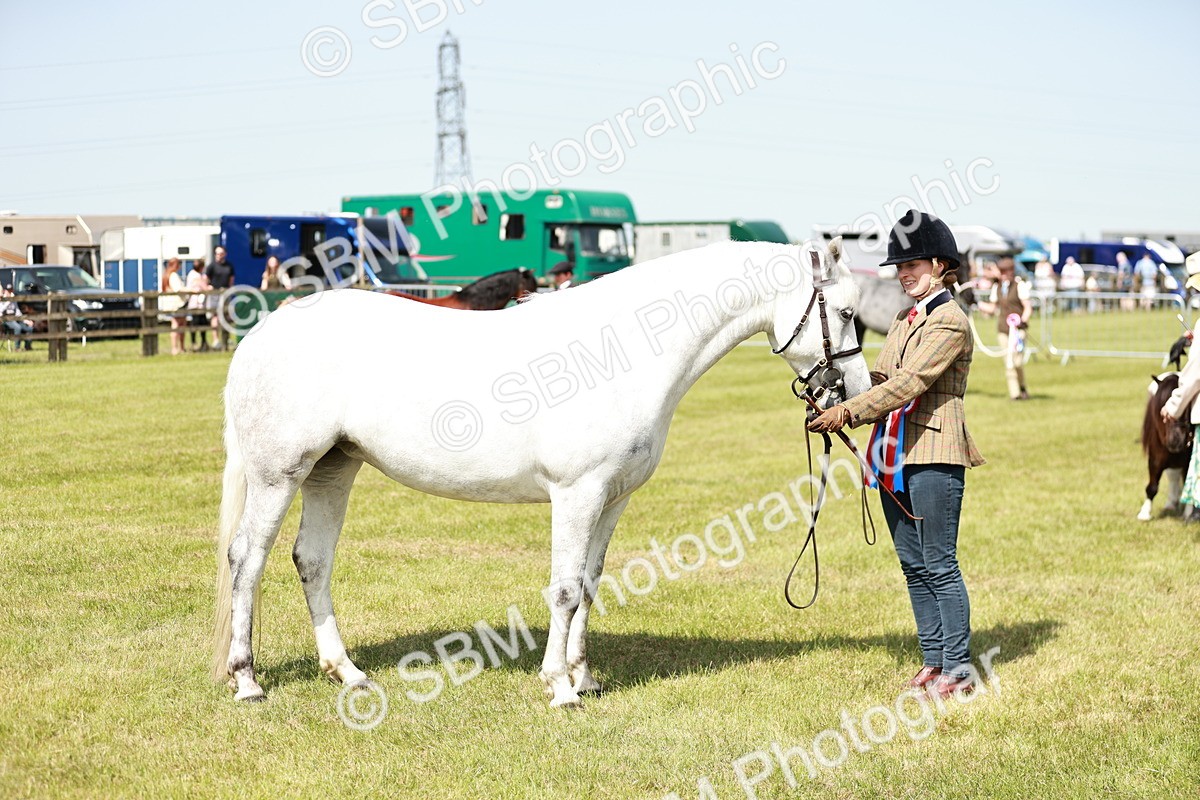 SBM_02538 - Class 14-23 - Mountain & Moorland In Hand Non Welsh