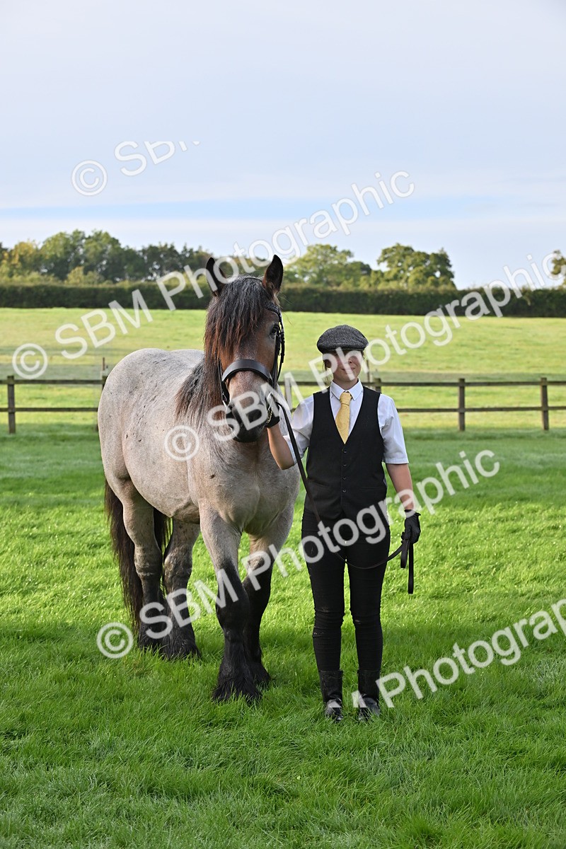 SBM_55353 - S44 - Youngstock In Hand