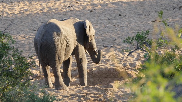 Elephant Finding Water - LANDSCAPES & TREES