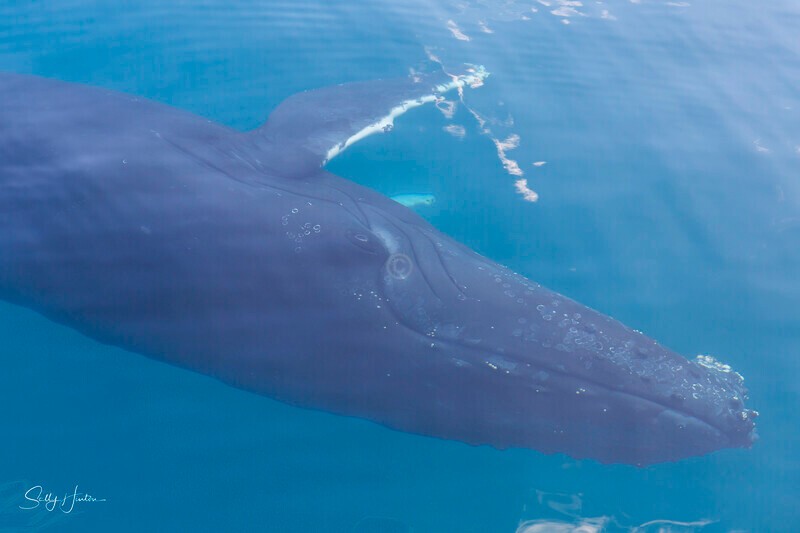 _16A1650 - 2024 Hervey Bay Whales