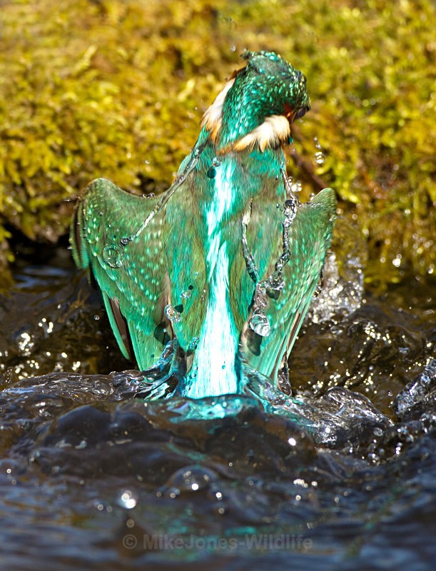 KINGFISHER no 13 - KINGFISHERS