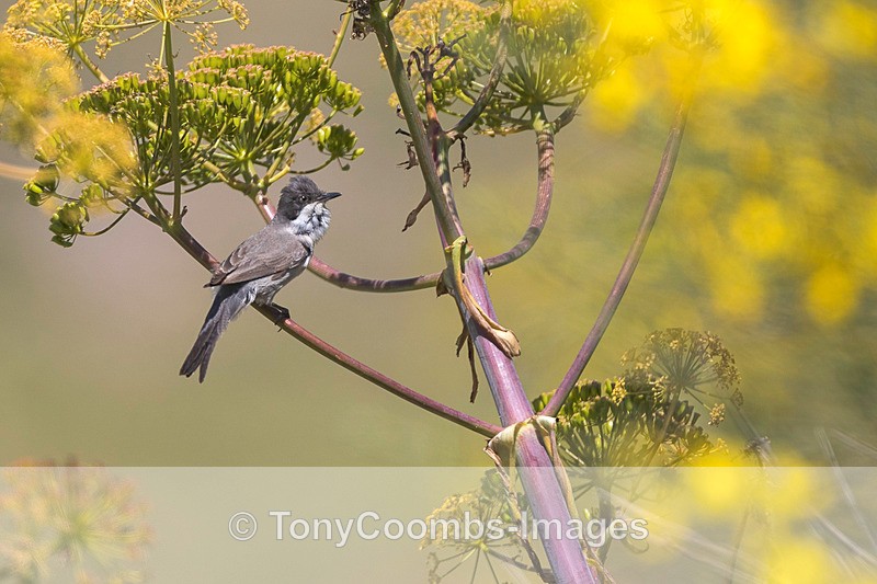 Western Orphean Warbler - Lesvos ~ Other Birds